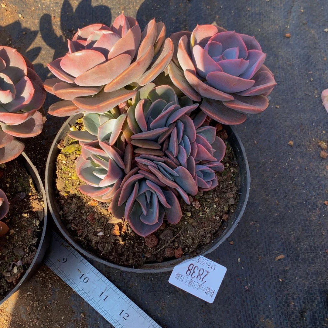 ?****    尘埃玫瑰2838