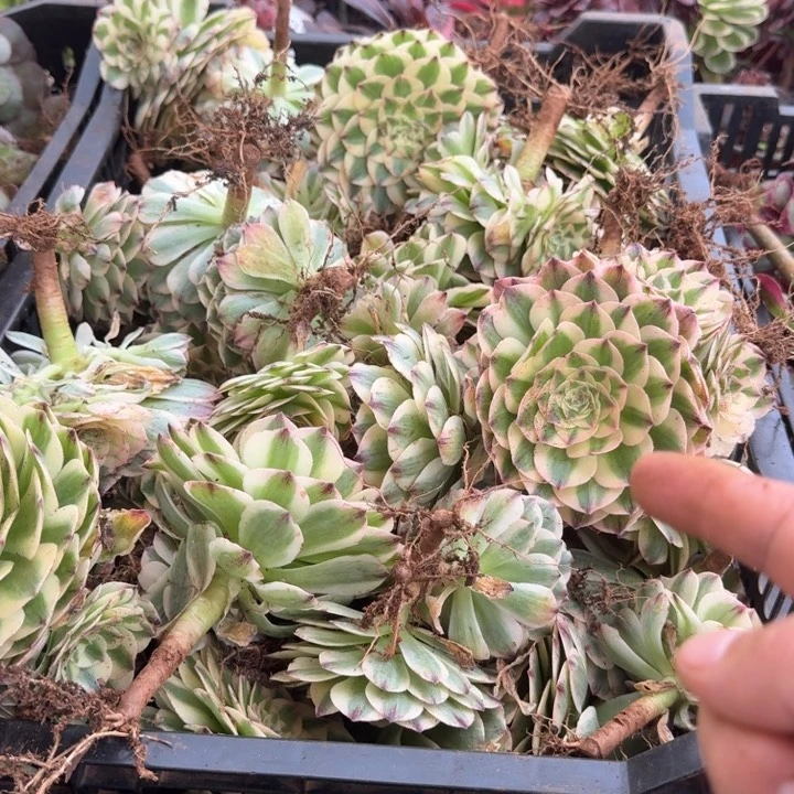 伊丽莎白单头啊啊啊