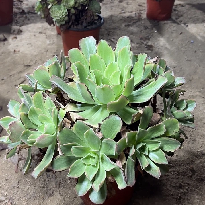 多肉植物玉龙观音锦27