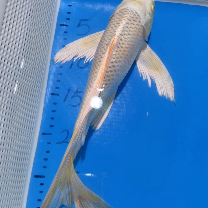 锦鲤锦鲤包邮包售后