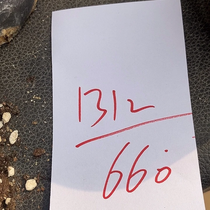 1312彩色蟠桃一组一组