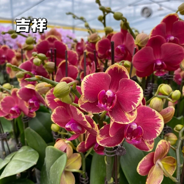 【金边吉祥】室内好养花卉 北京基地直发