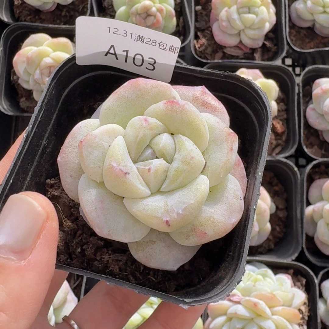 一***求单头石化锦一颗带盆