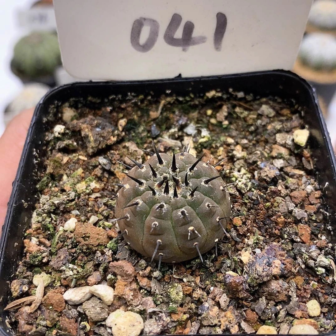 开播特价来了福利特价款