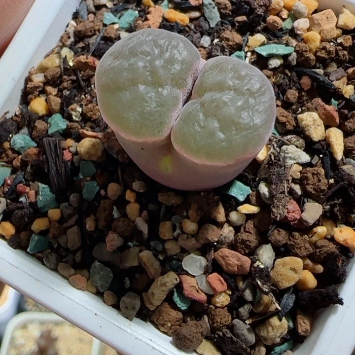 多肉植物母本磁铁56号