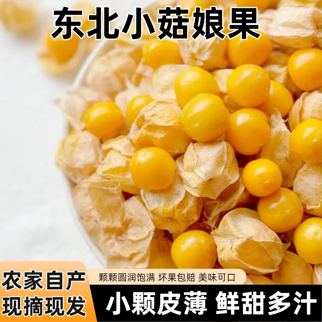 东北姑娘果灯笼果新鲜现摘清甜多汁当季水果