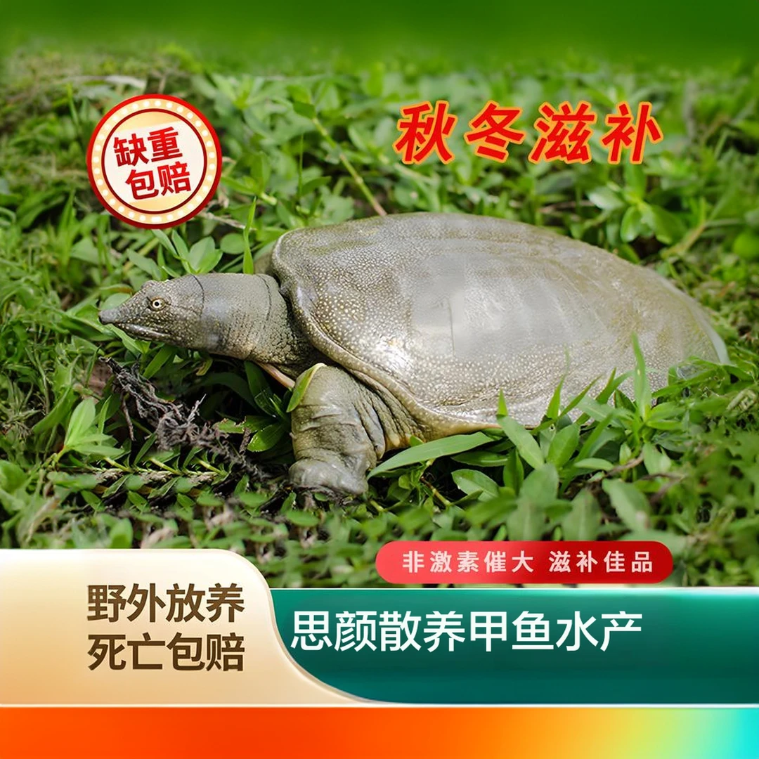 【母甲鱼】福利款 散养生态甲鱼
