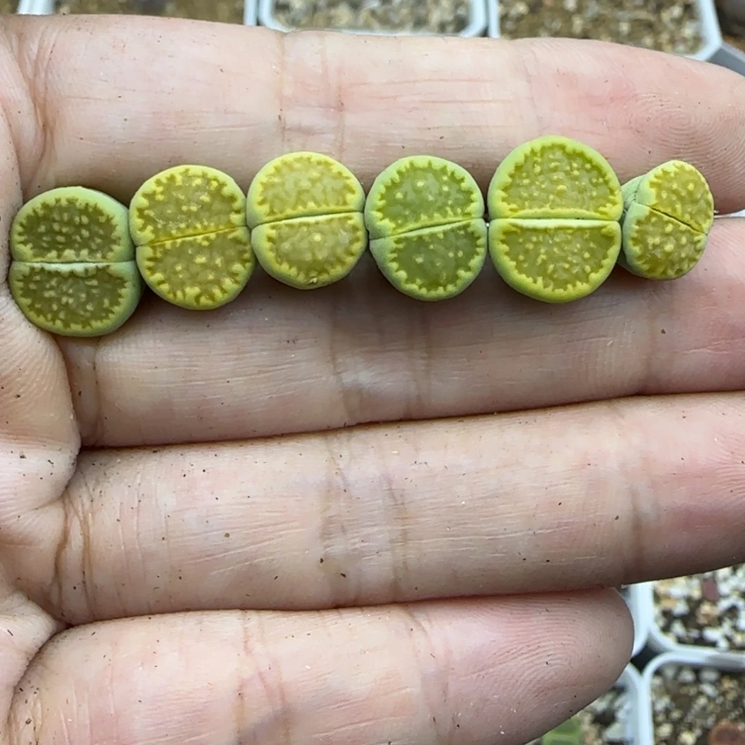 687 清框福利30包邮