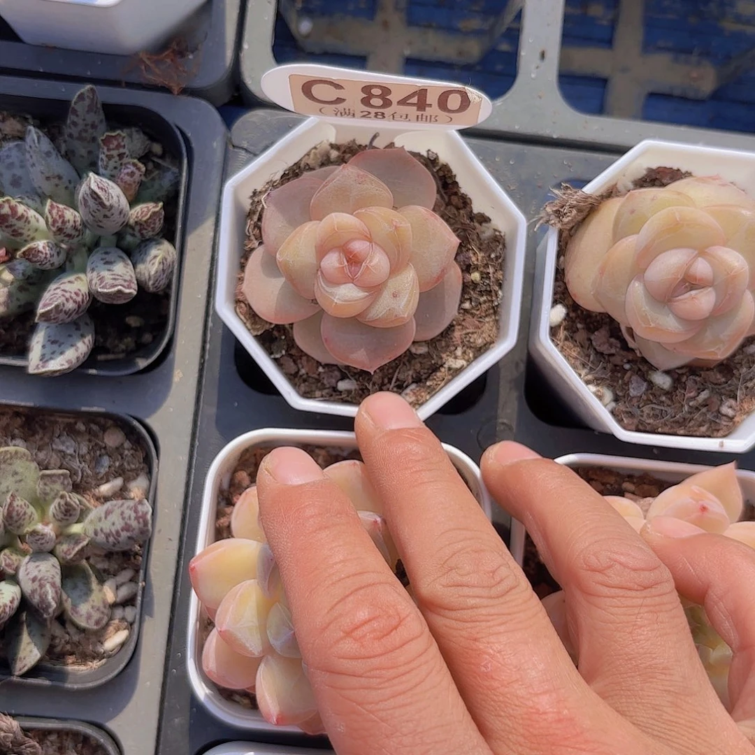 C840凤凰珍妮一物一拍