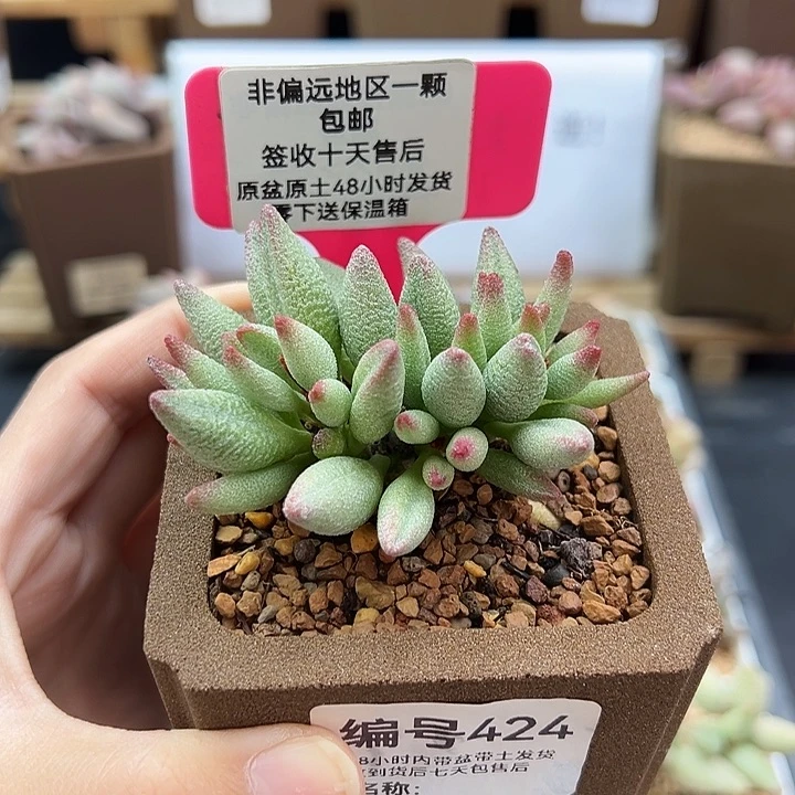 424大红嘴多肉植物