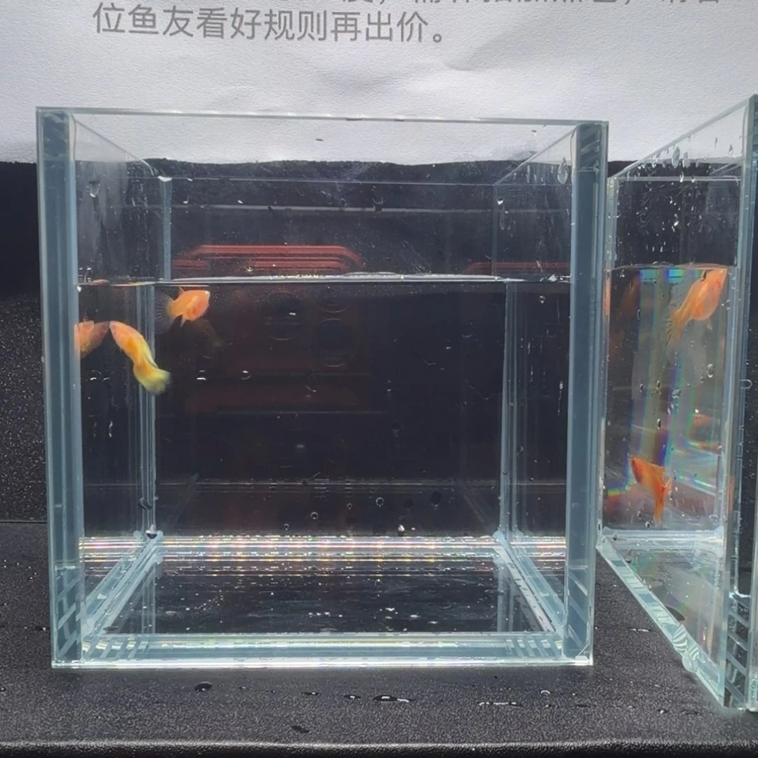 孔雀鱼黄金玻璃猫延背白子1对