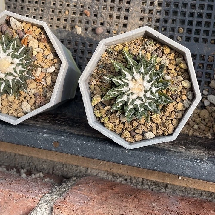 实生黑牡丹福利特价