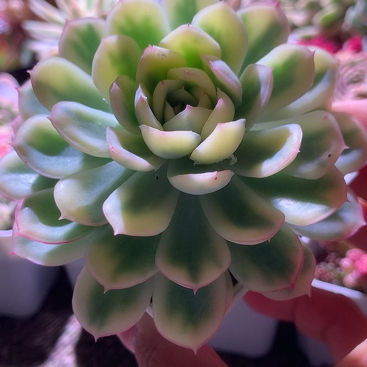 草莓冰覆轮锦有根