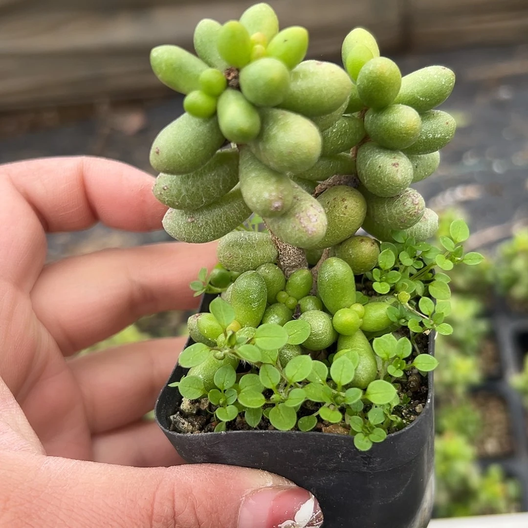 多肉植物多肉植物