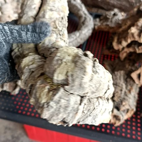 又*一物一拍一物一发