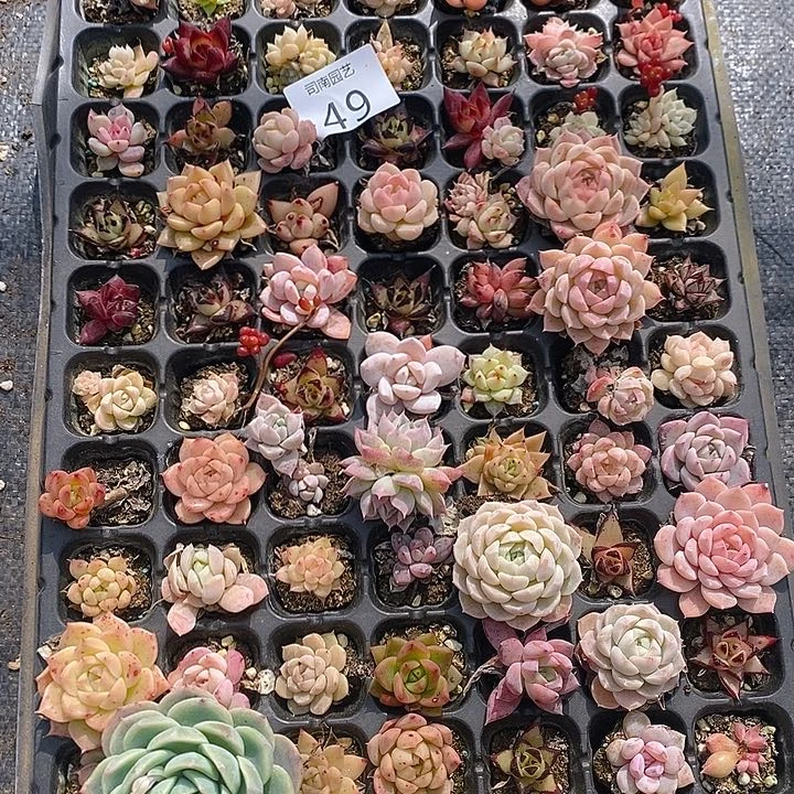 49 多肉植物盆栽花卉植物