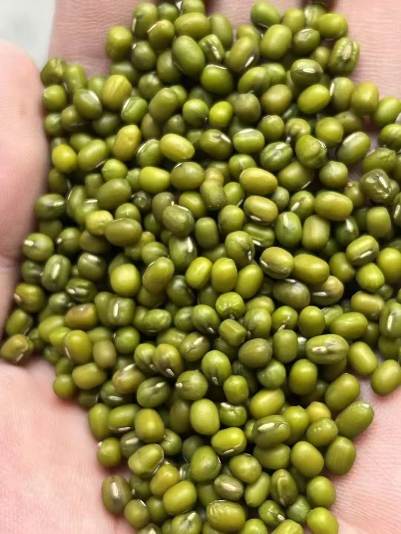 【东北小杂粮专属】精选农家大颗粒当季新粮绿豆大个绿豆农家自留粮