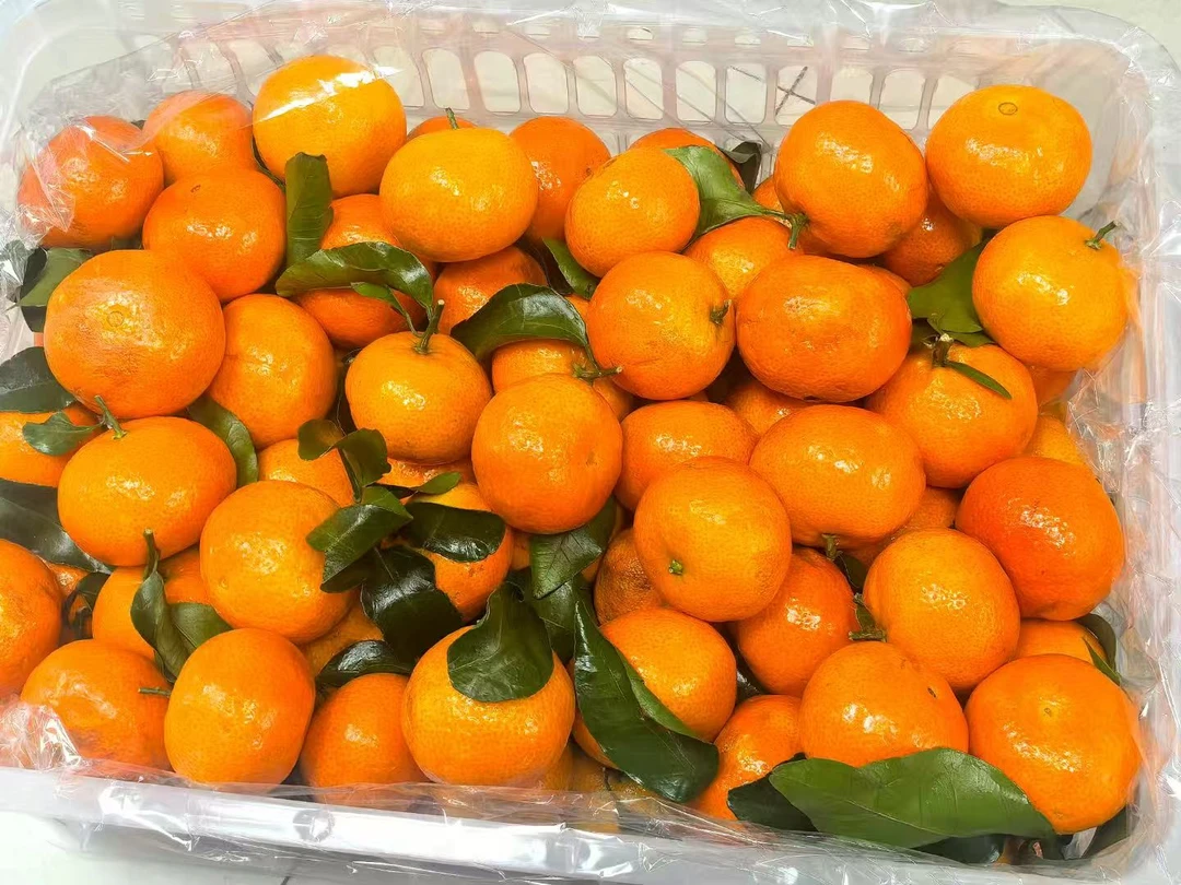 10kg砂糖橘新鲜水果香甜当季皮薄多汁精品整箱