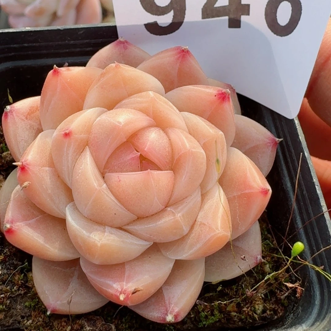 甜糖珍妮         精品多肉