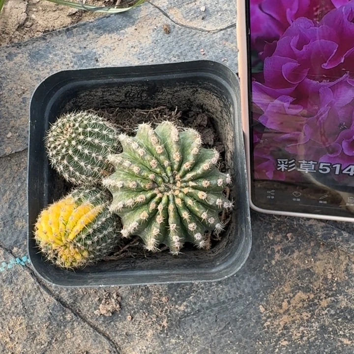 211彩草514-2嫣然锦脱土发货斑，20包邮