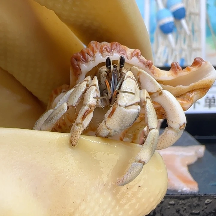 A78亚种红日1.3cm口径