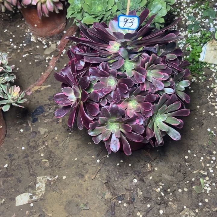 多肉植物金丝法师93