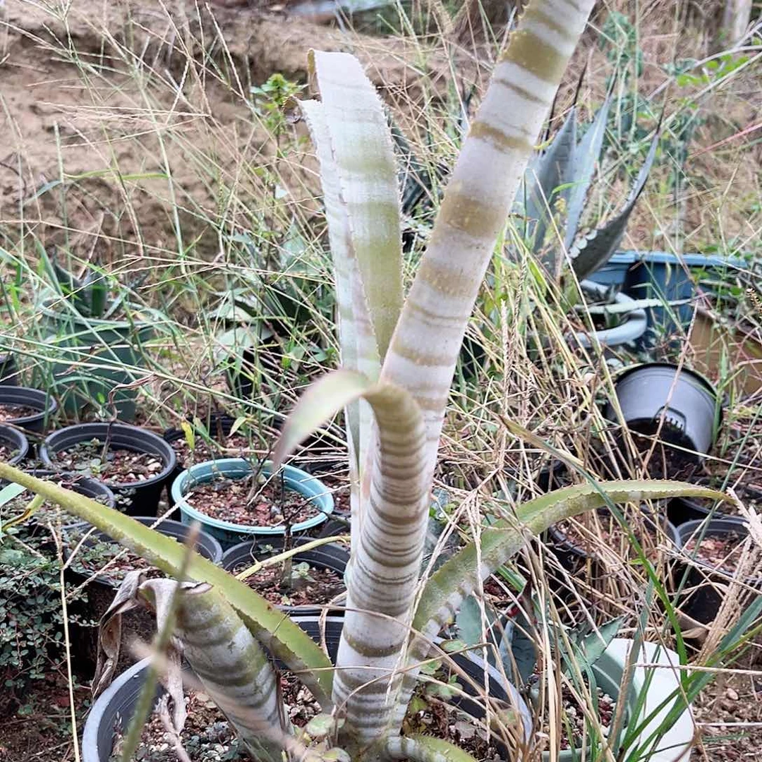 多肉植物注水凤梨带一个侧呀 脱土