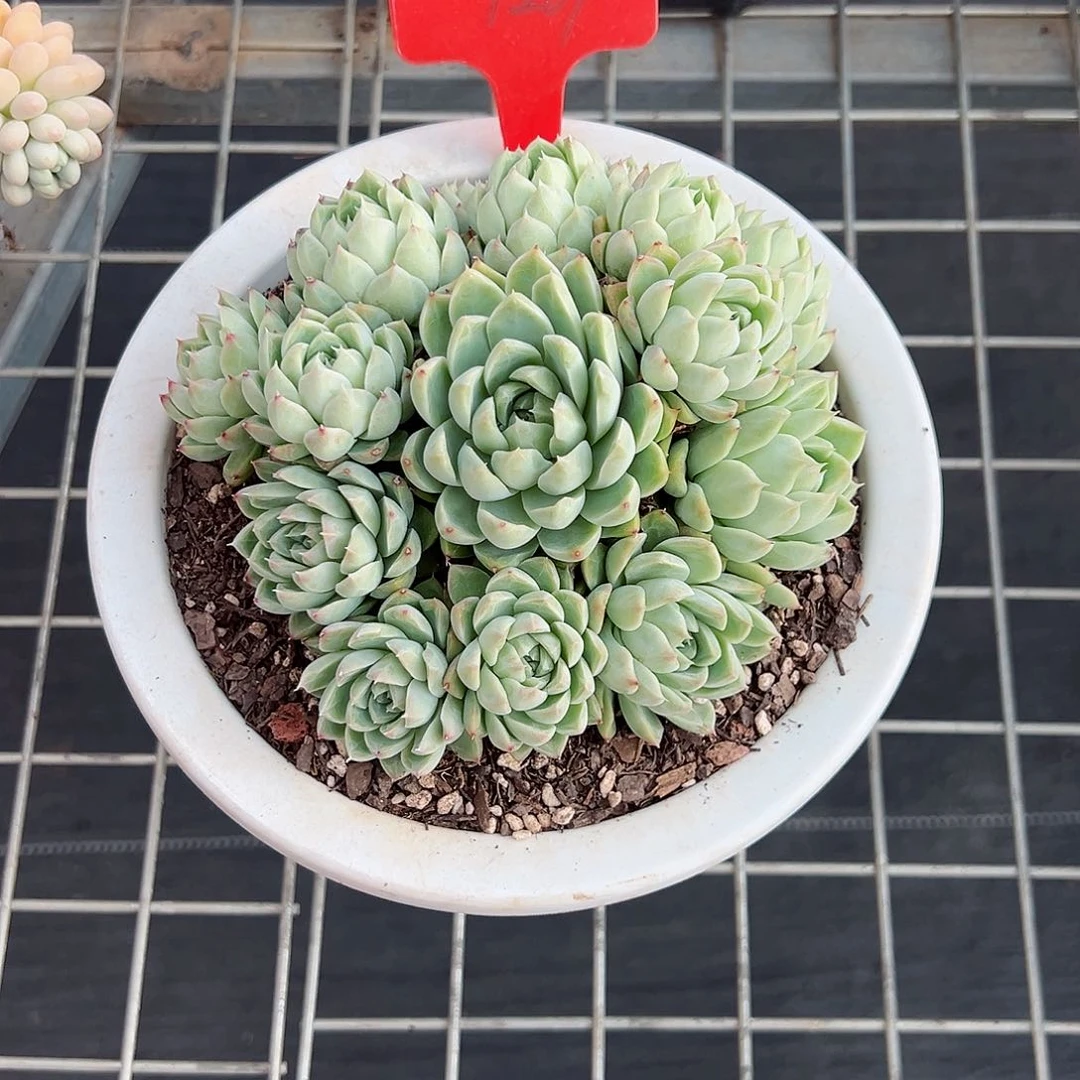 媛*1267红女王多肉植物