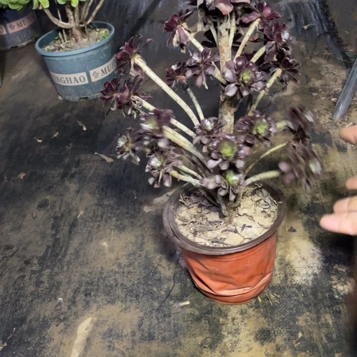 5黑法师多肉多肉植物多肉