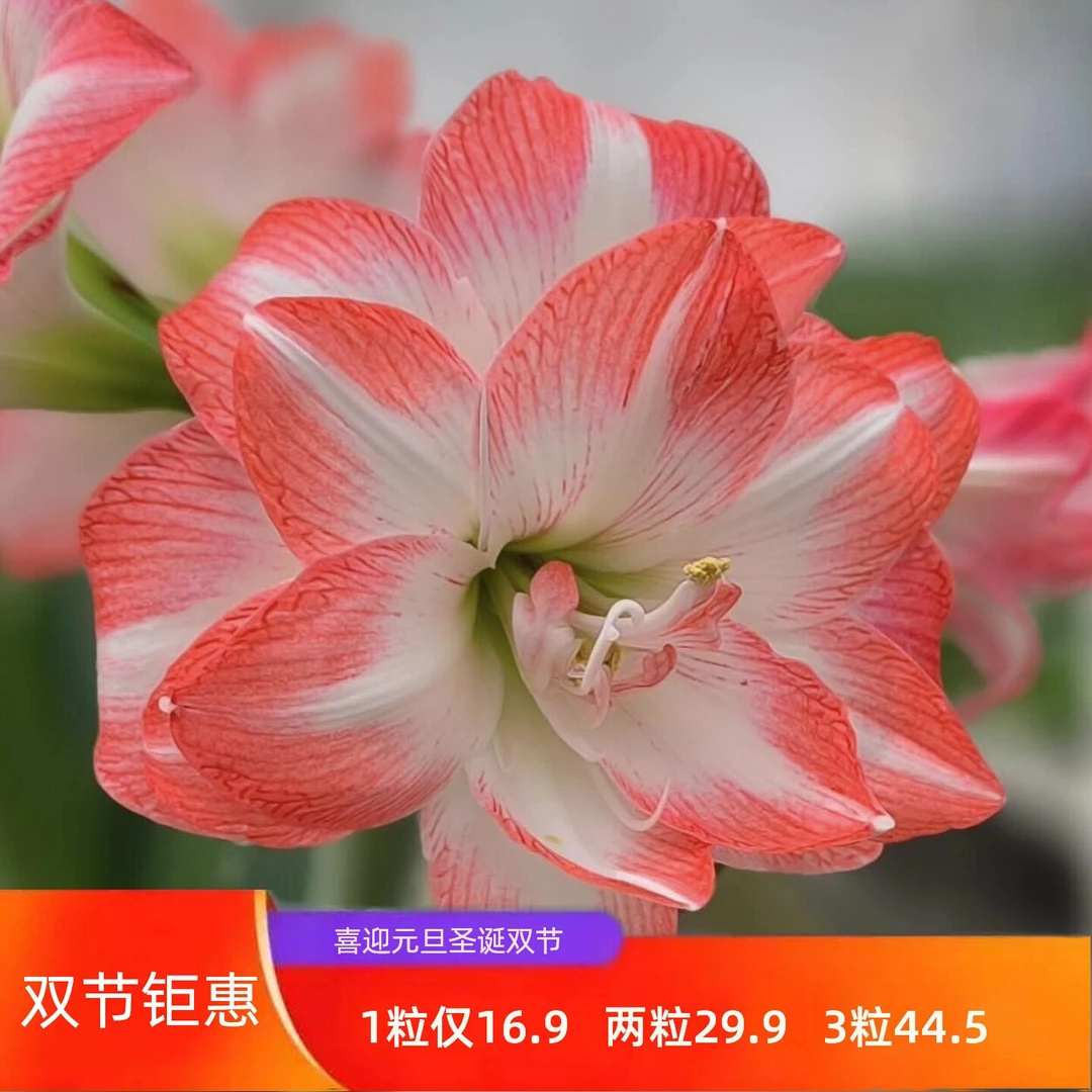 双节钜惠 秘鲁进口朱顶红种球 圃朗特园艺 花孔雀双王蒂卡帝国
