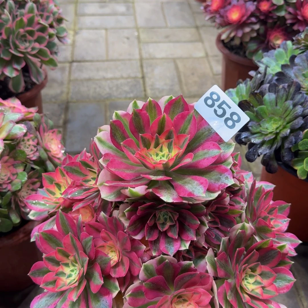 多肉植物858粉女巫