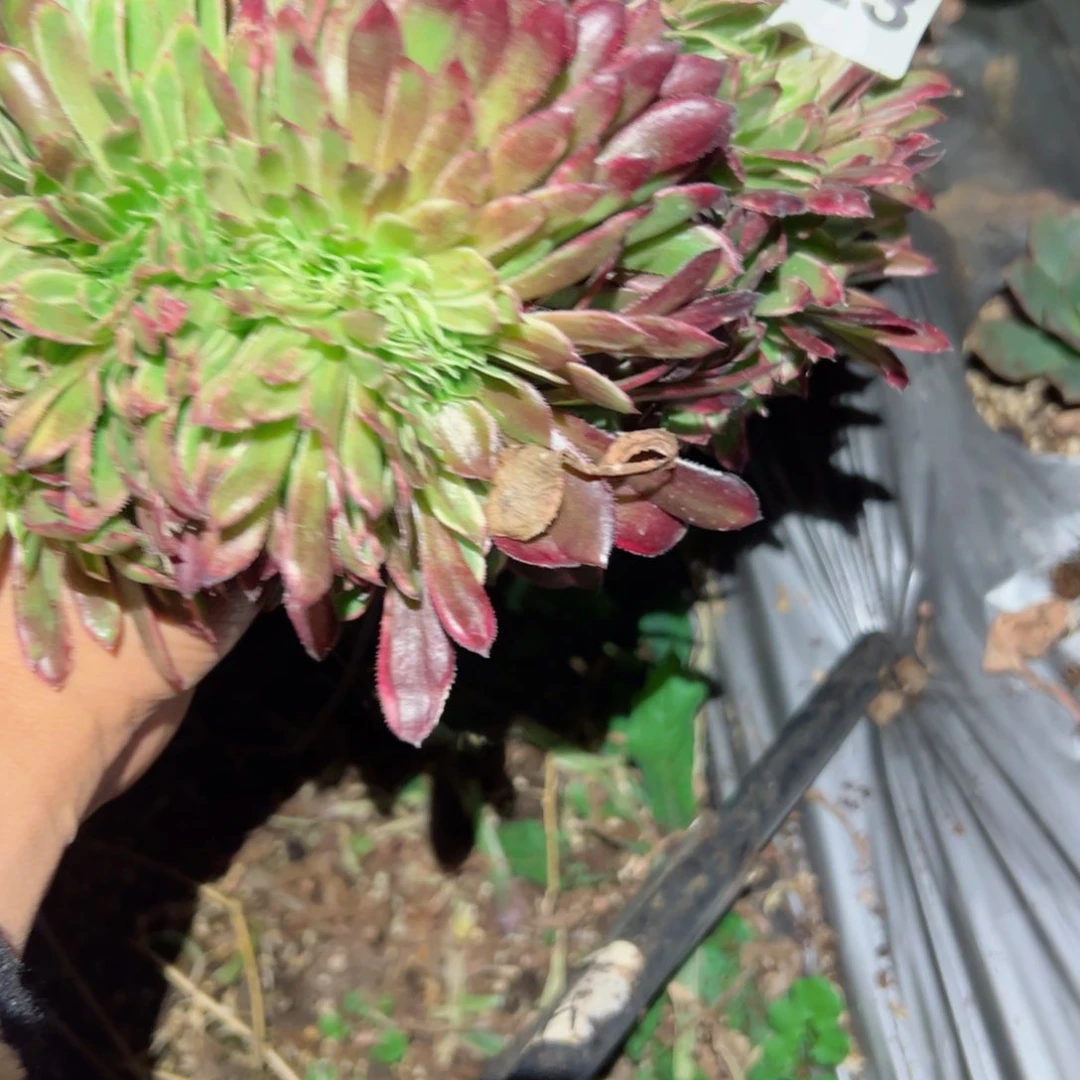 923 号多肉植物法师