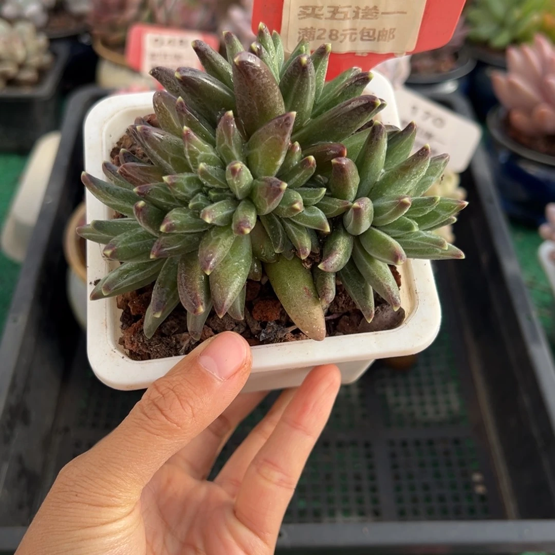 表妹精品多肉植物325.