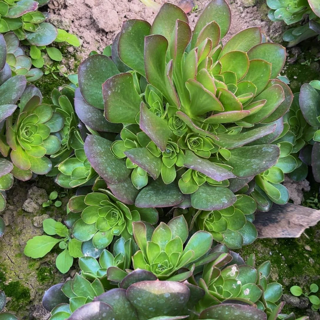 魅金玫瑰多肉植物多肉
