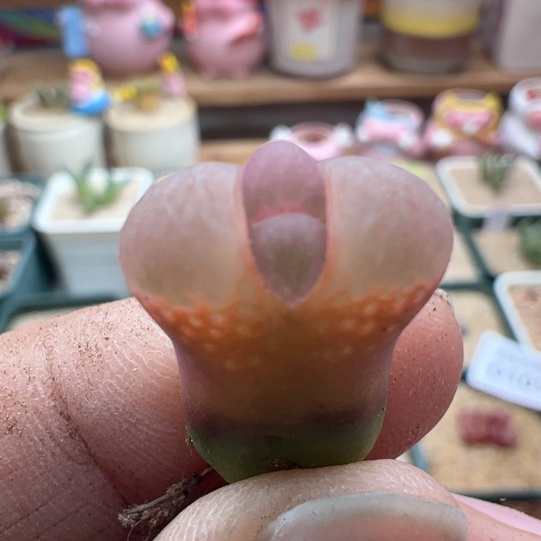 135。新品513风铃。