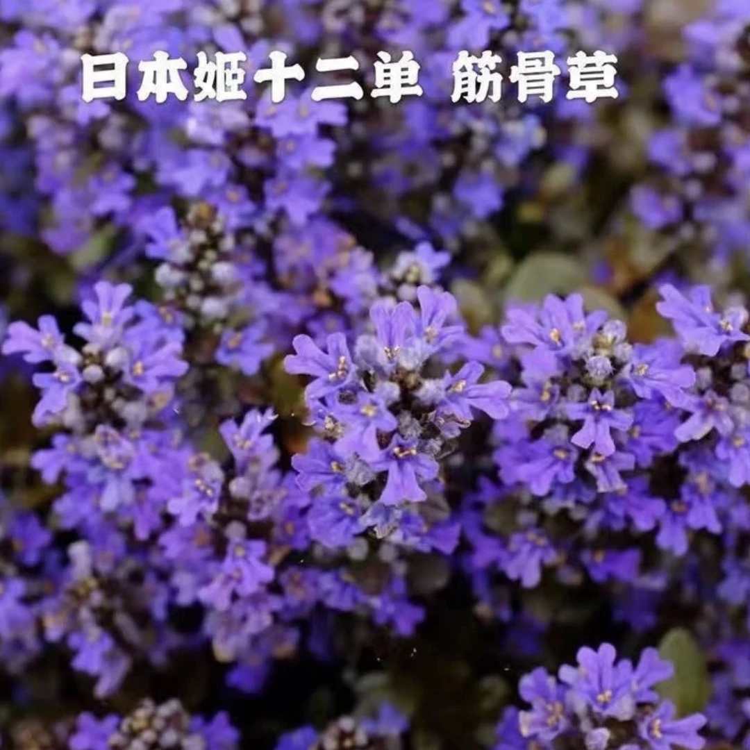 姬十二单筋骨草宿根花卉耐寒耐旱耐阴盆栽庭院阳台绿化紫色花海