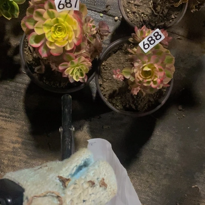 往**风687 688 倾城有砍