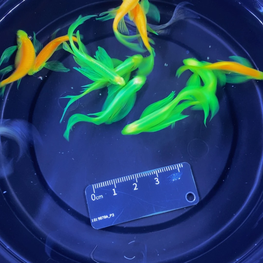 斑马鱼蝶翼斑马10大送2蓝