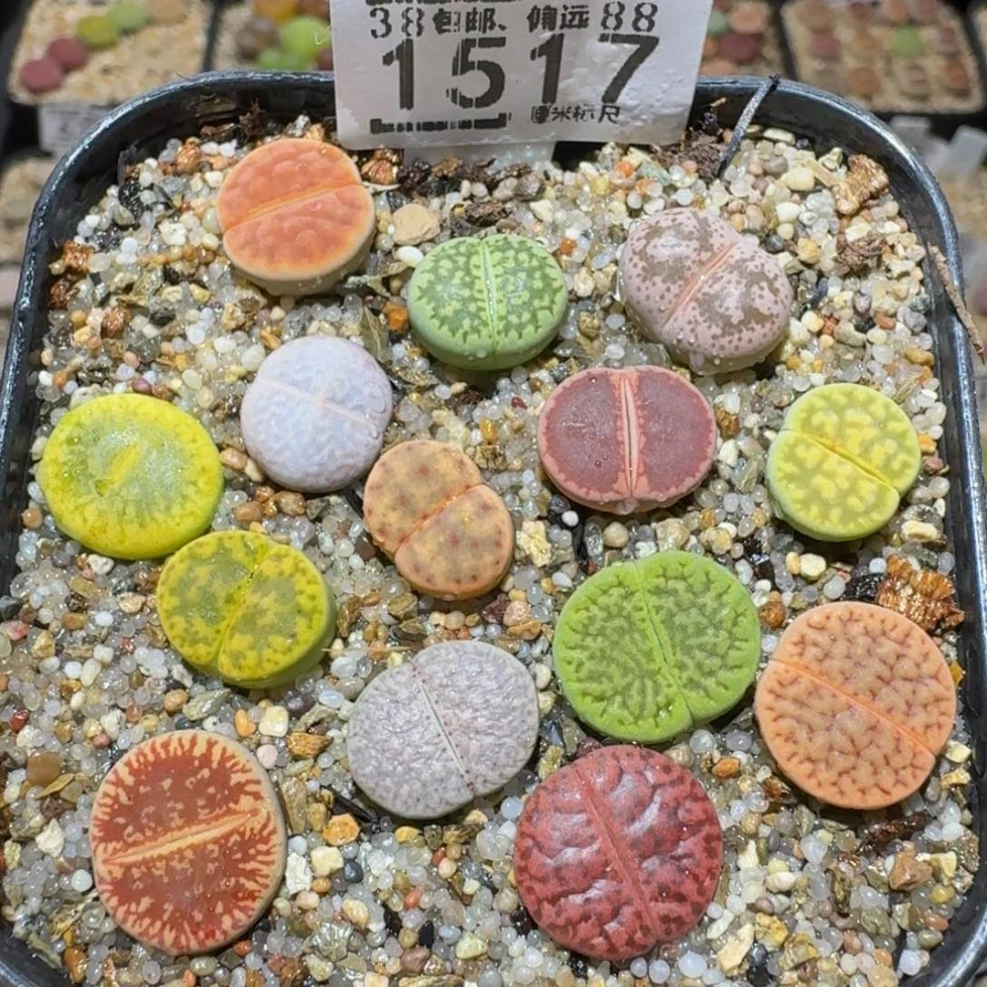 Ssss精品生石花1517