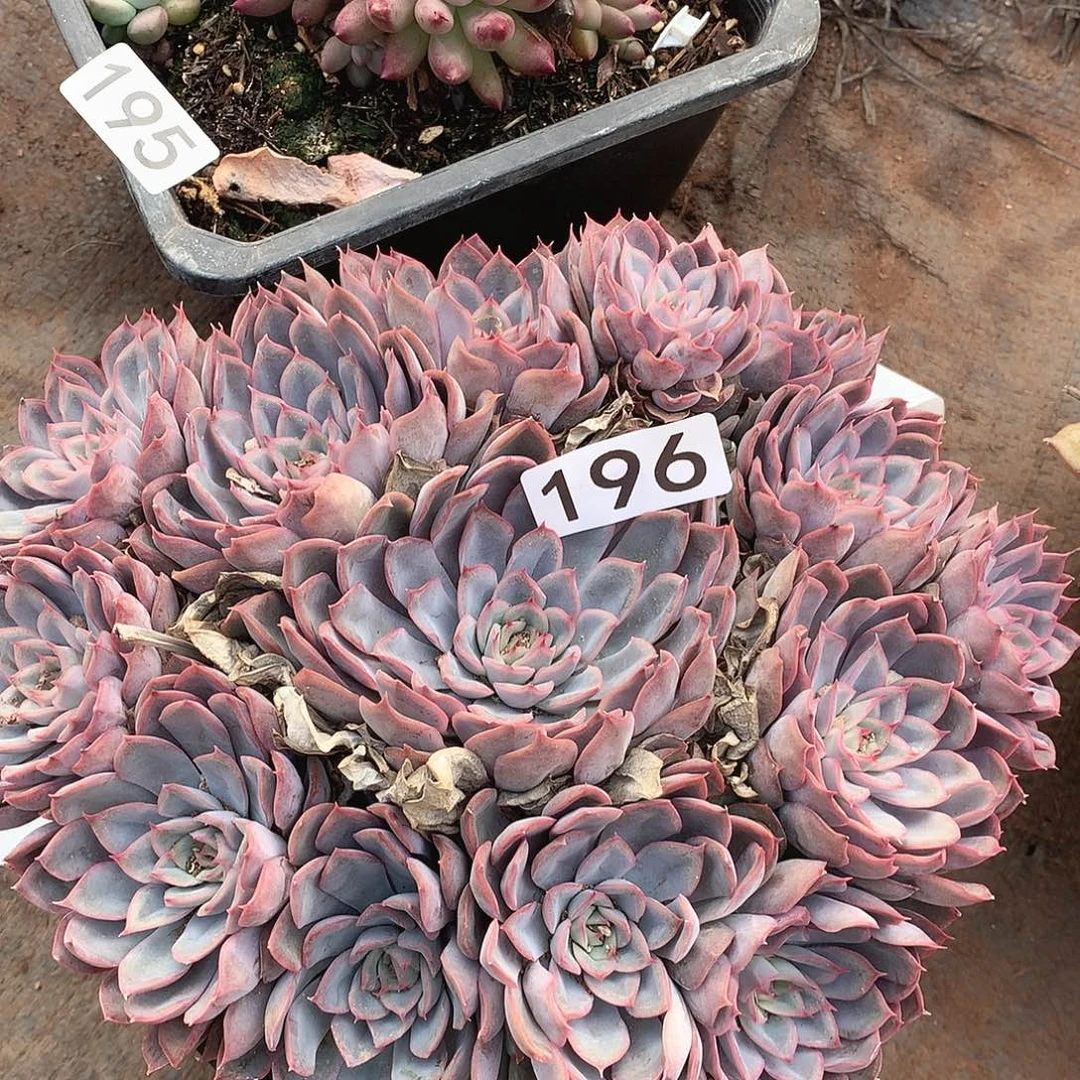 196猎户座一物一拍多肉