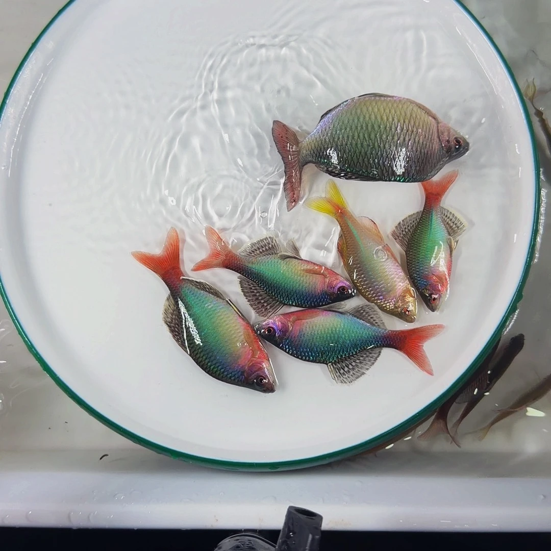 海水鱼黄山溪流原生鱼青鳞鱊