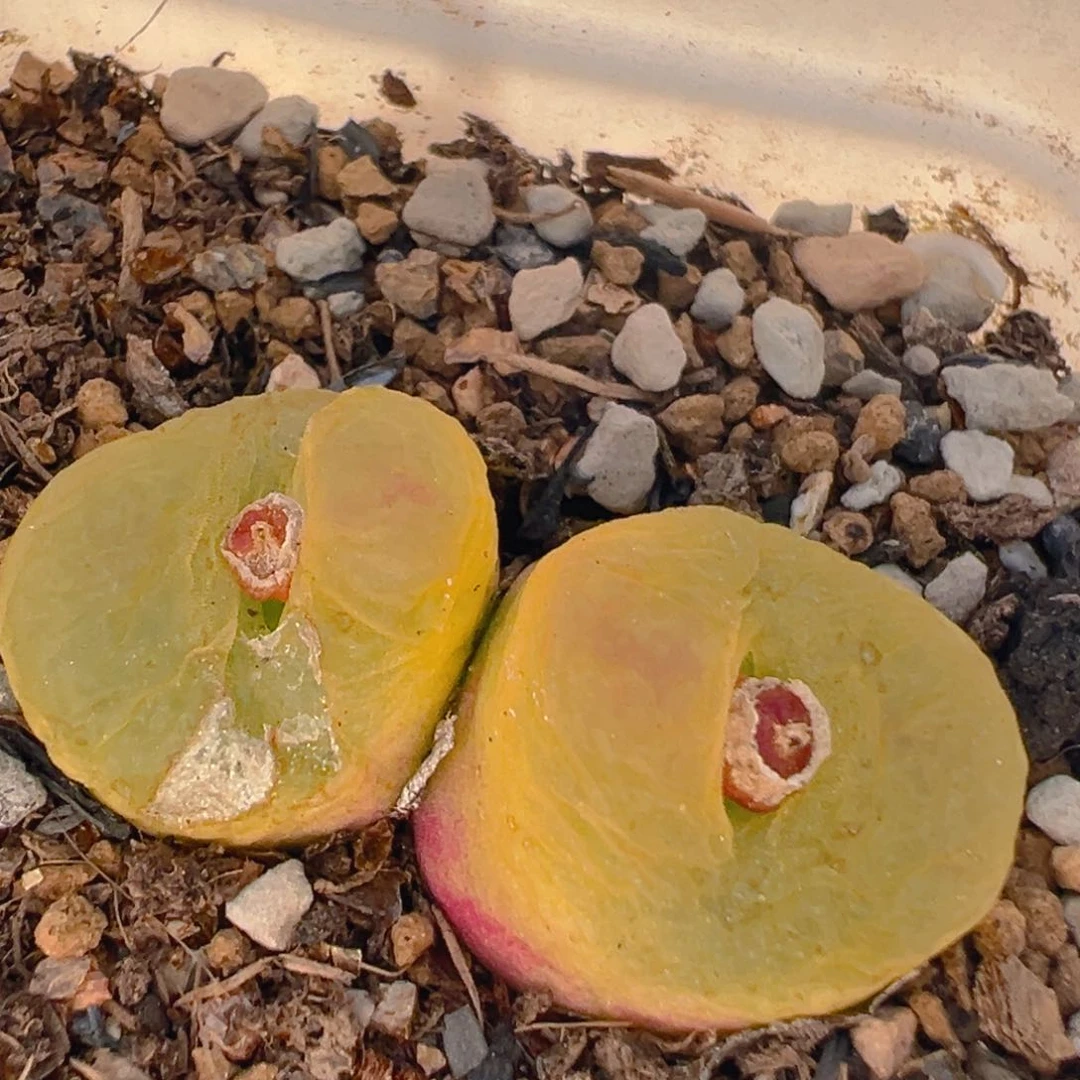 98多肉植物百科知识