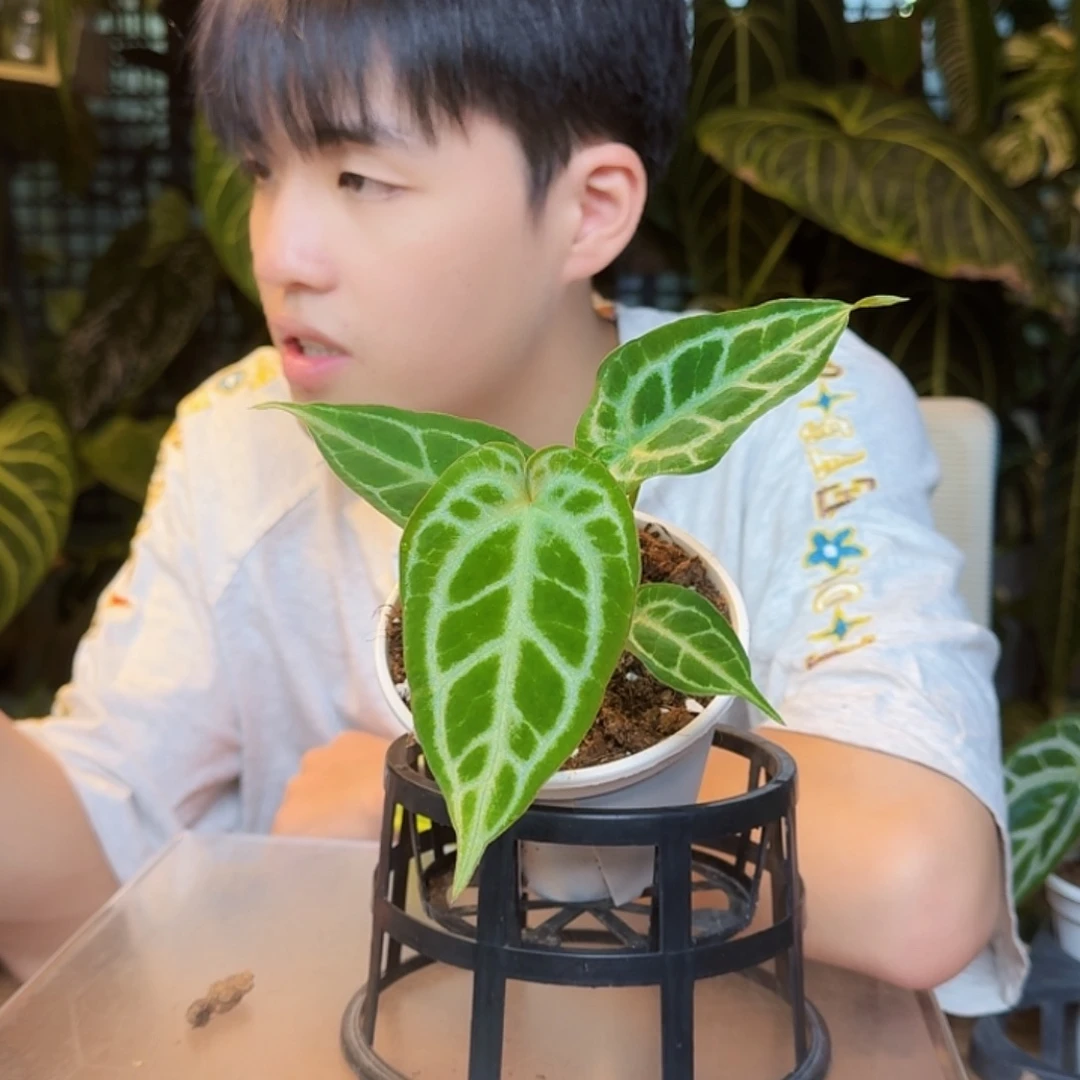 完全开放超级银杂银色闪光Y185