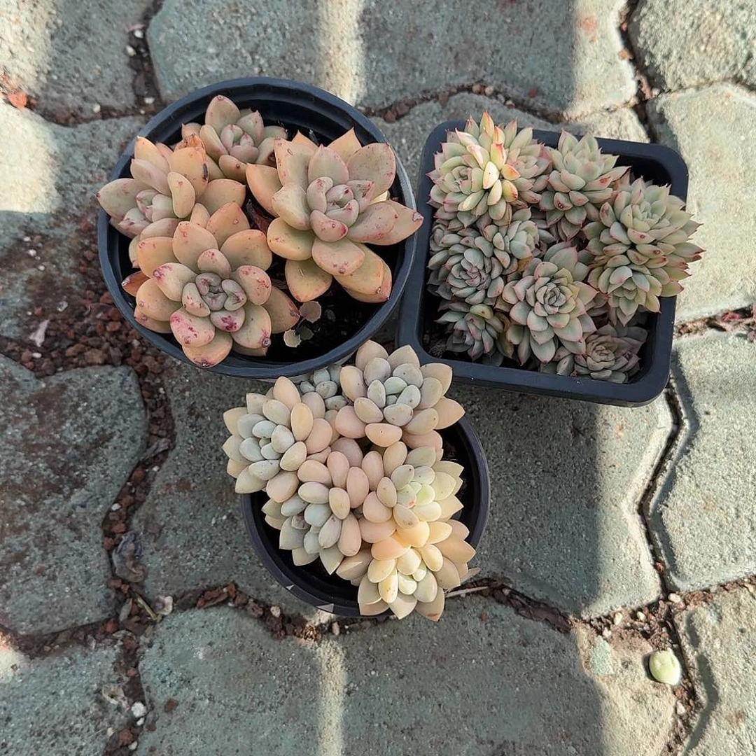 三颗福利多肉植物