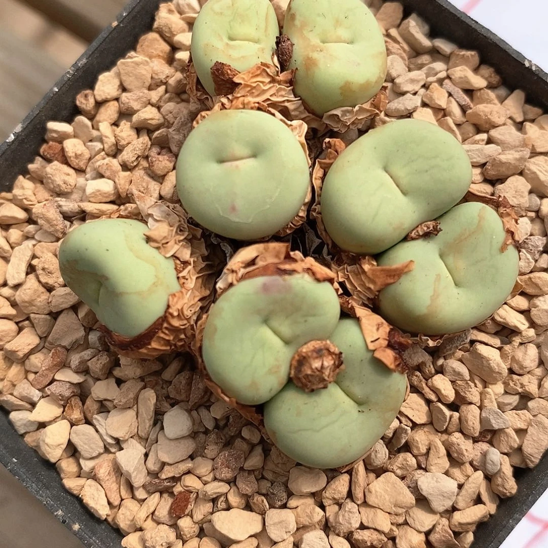 1048大型小红嘴一群