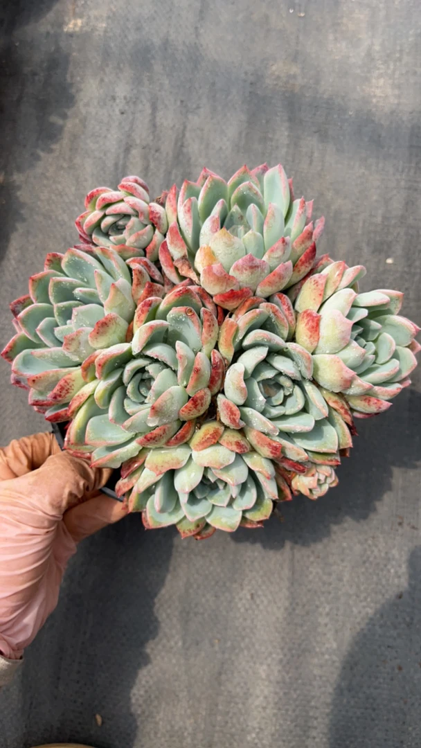 莎莎女王多肉植物（满19元包邮）