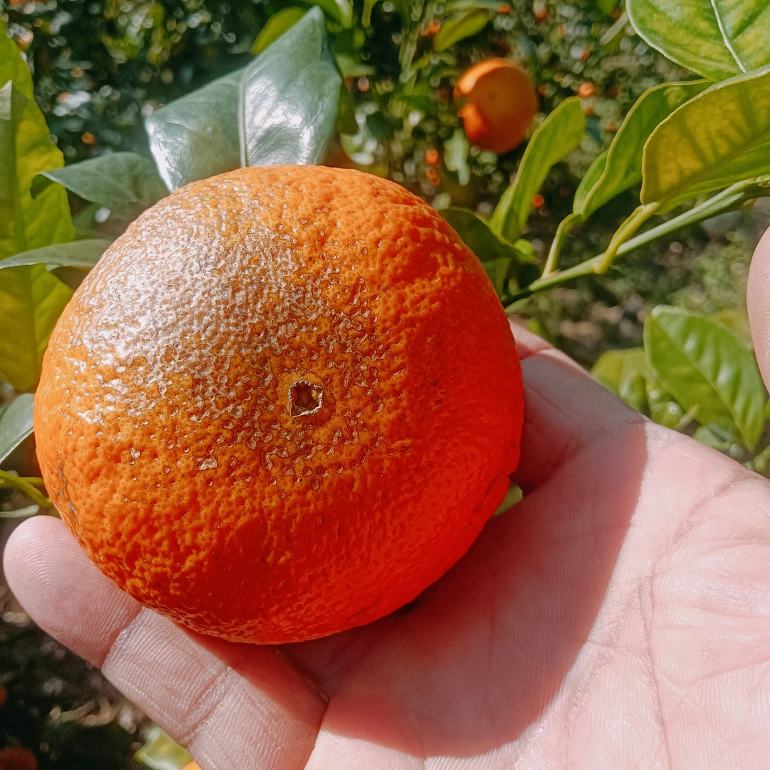 091无核沃柑 花皮果，太阳果，次品果