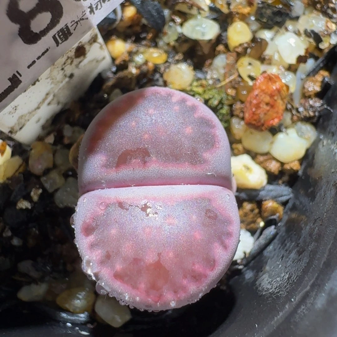 板娘私藏好屁屁1786