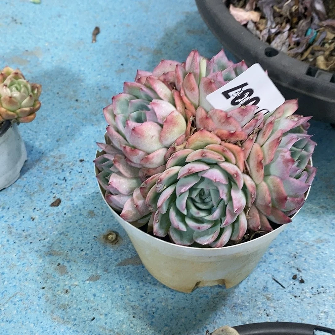 满****孩037侧影多肉植物