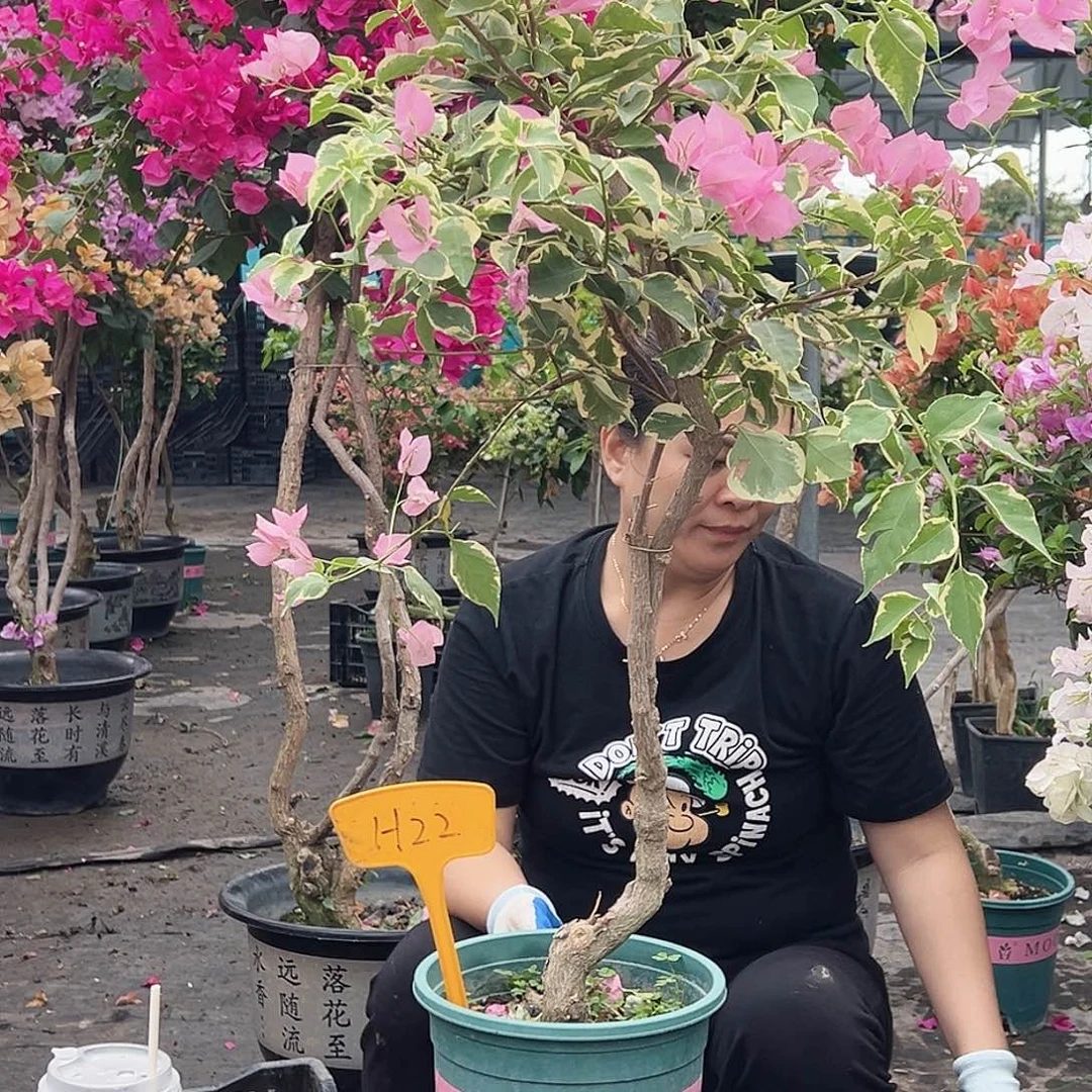 孟****大部分花苞少量开放H22蜡染粉